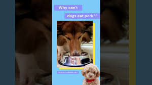 Jul 26, 2021 · can dogs have pork? Why Can T Dogs Eat Pork Shorts Youtube