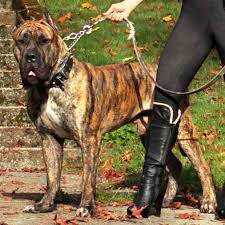 We're setting the bar for the next! Presa Canario Breeder Stud Service Vancouver Bc Home Facebook