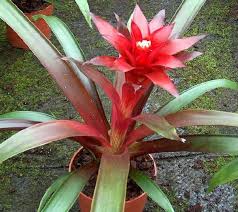 E' caratterizzato da piccole foglie caduche di forma allungata, nei giovani germogli le foglie hanno un picciolo rossastro, che vira poi in un colore verde chiaro. Piante Da Appartamento Guzmania