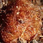 Image result for Blotiella currorii