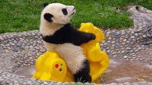 50 perfectly timed animal photos. Funny Panda Sunday Epic Laughs Youtube
