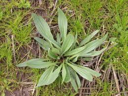 A weed is an unwanted plant in the wrong place. Common Garden Weed Identification Pictures Descriptions The Old Farmer S Almanac