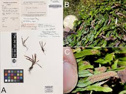 Image result for Lellingeria oosora