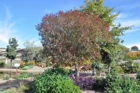 Image result for Euphorbia cotinifolia