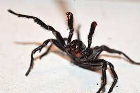 Where are funnel web spiders found? World S Deadliest Spider The Funnel Web Australian Geographic