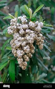 Image result for Tarchonanthus camphoratus