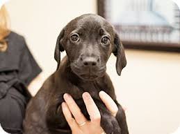 On valentine's day, uber is offering customers something sweeter than chocolate: Texas Meet Hardy A Puppy For Adoption At East Lake Pet Orphanage Elpo Labrador Retriever Puppy Adoption Pets