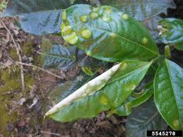 Camellia blister blight (Exobasidium vexans Massee 1898)