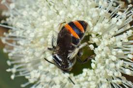 Image result for Lipotriche