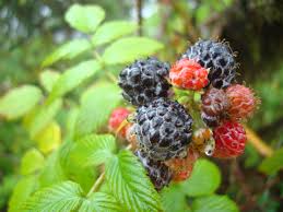 Image result for Rubus iringanus