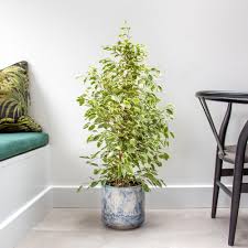 Image result for Ficus benjamina