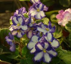 See more ideas about african violets, color trends, fabric decor. African Violet Leaves Western Varieties Houseplants Home Garden Worldenergy Ae