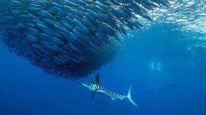 Maybe you would like to learn more about one of these? Changement Climatique Les Oceans Commencent A Manquer D Oxygene Bbc News Afrique