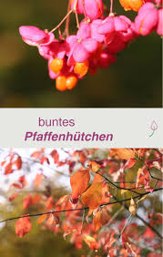Pfaffenhutchen Pflanzen Pflegen Schneiden Und Standort Pfaffenhutchen Pflanzen Straucher Garten