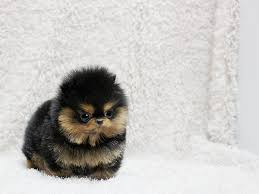 Our objective is to sell the healthiest, happiest, and. Adorable Teacup Pomeranian Puppies For Sale In Hollywood Florida Classified Americanlisted Com