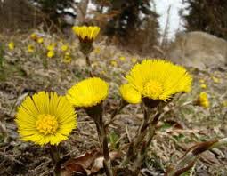 Syrup (ingested), requires herbalism kit. Coltsfoot Health Benefits And Therapeutic Value