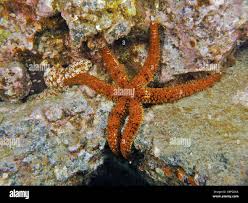 Image result for Gymnosporia tenuispina