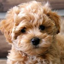 Maltipoo dogs for sale in michigan. Maltipoo Dog Breed Information Images Characteristics Health
