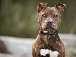 Pitbull x farruko x iamchino x el alfa x omar courtz. American Pitbull Terrier Im Rasseportrait Zooroyal Magazin
