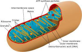 Mitochondria Mitochondrial Dna Cellular Respiration Mitochondria
