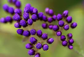 Image result for Vernonia glabra