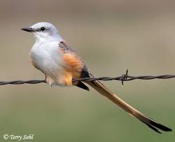 Black And White Birds In Michigan Scissor Tailed Flycatcher South Dakota Birds And Birding Flycatcher Birds Bird Species