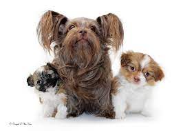My dogs and their puppies are a big part of my family and as such i maintain a small breeding program so as to sustain the one on one contact that all puppies and dogs require and deserve. Previous Mi Ki Puppies Royal T Mi Kis