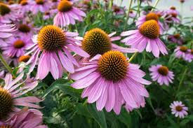 To achieve the bright, happy look of a sunflower garden, there are several types of coneflowers that make ideal additions or replacements for the traditional sunflower. Flowers That Look Like Sunflowers 8 Types With Pictures Garden Tabs
