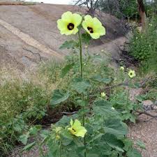 Image result for Hibiscus engleri