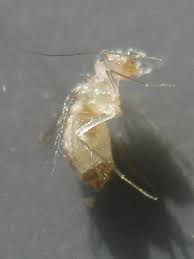 welk insect is dit ik heb een vraag 2021