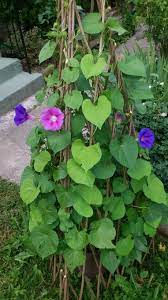 Pin On Flowers