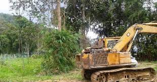 Pada tanaman yang sudah membentuk ruas, gejala penggerek batang jelas terlihat dari luar jika daun tebu diklentek. Majurimba Tanam Tebu Di Tepi Bibir