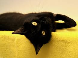 Big Black Cat Yellow Eyes Serena Came Here With Venus Who Helped Her Raise Her Kittens The Wimbledons She S A Coal Black Kitty With Hug Black Cats Rock Black Cat Aesthetic Crazy Cats