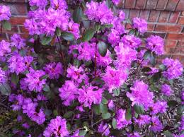 Pjm Rhododendron 3 22 12 Garden Diary Plants Garden
