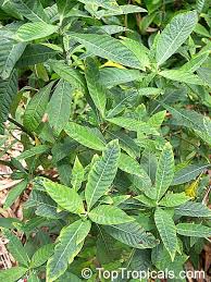 Image result for Psychotria palustris