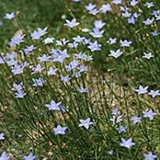Image result for Wahlenbergia capitata