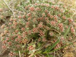 Image result for Helichrysum lineare