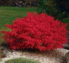 Burning Bush Dark Green In The Summer Red In The Fall Easy To Grow And Minimal Care Gardening Now Bushes Shrubs Burning Bush Shrub Garden Shrubs