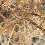 Image result for Crotalaria sphaerocarpa