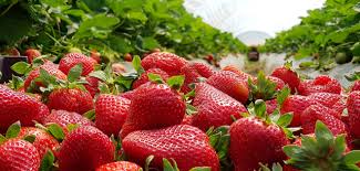 Keeping strawberries fresh in the fridge. How To Keep Strawberries Fresher For Longer
