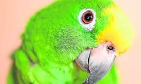 Resultado de imagen de información de los loros