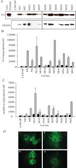 Check spelling or type a new query. Overexpression And Potential Targeting Of The Oncofoetal Antigen 5t4 In Malignant Pleural Mesothelioma Lung Cancer
