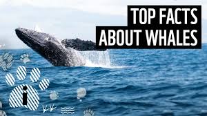 Oyster soup with sliced sea urchin is the other original loiseau signature dish. Top 10 Facts About Whales Wwf