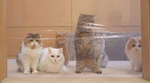 Cats Vs Invisible Wall Cats Group Of Cats Funny Animals