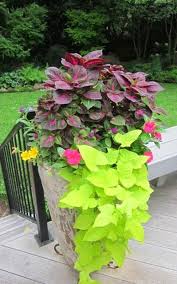 Shop our exclusive selection of annual flowers that grow their best in shade. Containers Annuals Spring Summer Garden Containers Container Gardening Container Plants