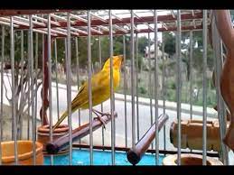 Canaria hembra llamando al macho para aparearse. Canario Criollo Sincelejo Youtube