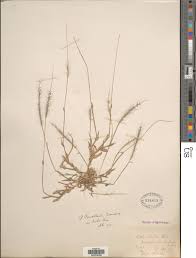 Image result for Perotis patens