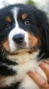 A crate is for relaxing and chilling out. Portrait Of A Beautiful Bernese Mountain Dog Puppy Wallpapers And Desktop Background