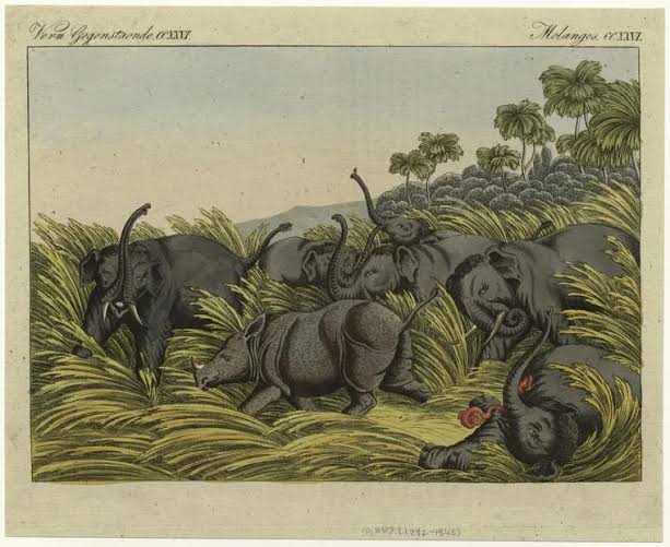 Rhino fight in Baroda — Rhino Resource Center