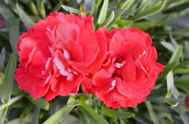 Deltoides) have changed little from the heirloom varieties. Dianthus A Small Investment With Big Returns Mcdonald Garden Center